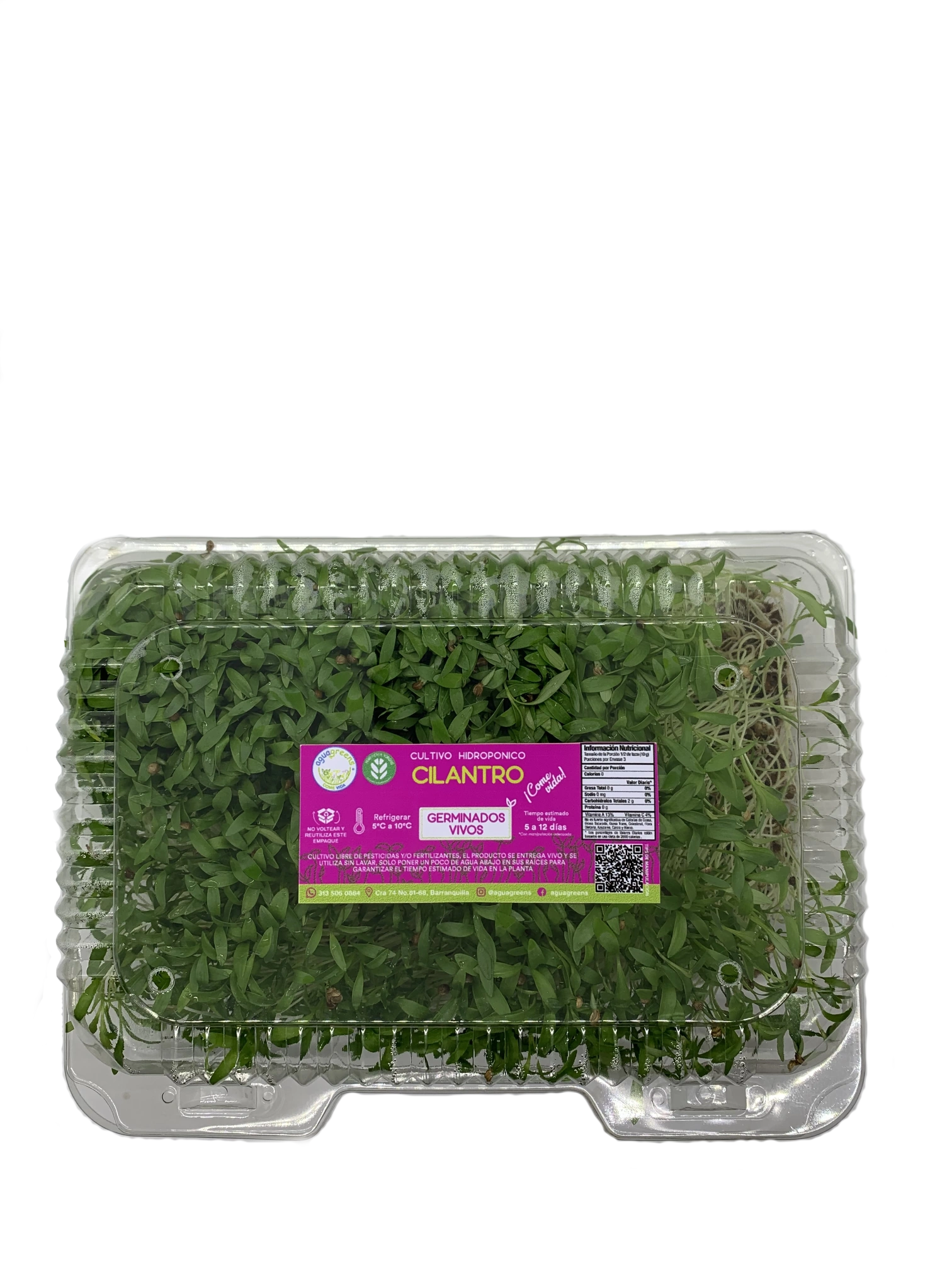 Germinado de Cilantro Grande